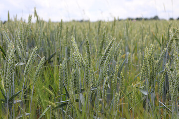Gerste und Roggen im Feld