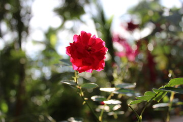 Obraz premium Red Rose Bokeh