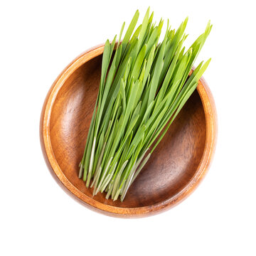 Fresh wheatgrass in wooden bowl. Sprouted first leaves of common wheat Triticum aestivum, used as food, drink, or dietary supplement. Contains chlorophyll, amino acids, minerals, vitamins and enzymes.
