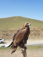 Eagle