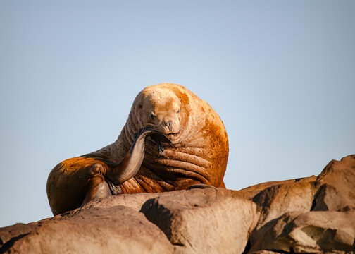 The Big Thinker
A dominant male Steller Sea Lion in a striking "Thinker" pose.
