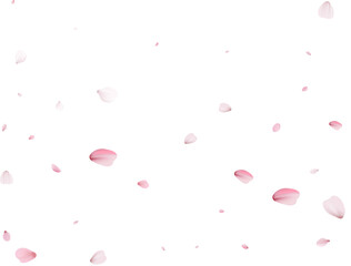 Realistic Sakura Petals.
