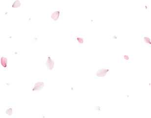 Realistic Sakura Petals.