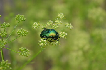 Flower chafer, scarab beetle, Cetoniinae sits on a dill inflorescence