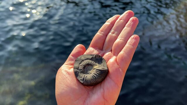 Shaligram, Shalagrama shila, Saligrama fossil stone in hand.