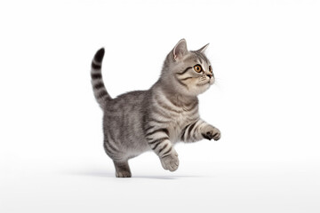cute playful kitten running isolated on white background
