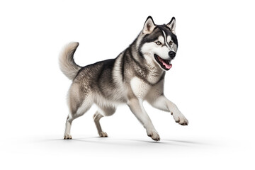 Happy alaskan malamute dog jumping and running isolated on white background