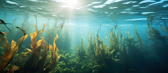 Kelp underwater perspective With copyspace for text - obrazy, fototapety, plakaty