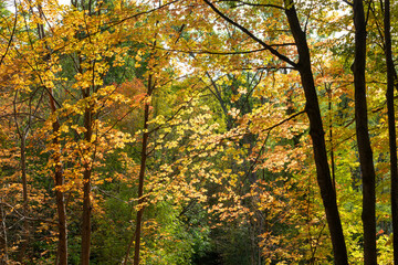 Obraz premium autumn maple leaves in the woods