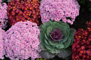 ornamental cabbage and bushy chrysanthemum flowers in a garden flowerbed