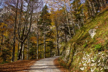 autumn forest in Austrian Alps, Upper Austria, Austria