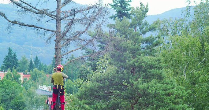 A worker cuts down a tree, a man cuts trees with electric chainsaw, Lumberjack to cut branches while cutting down the tree, wood, A man saws a sawmill with a chainsaw at a height with insurance.