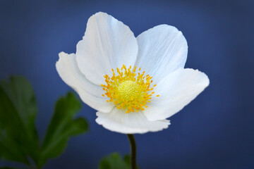 Single white anemone flower on blue background
