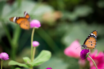 Yellow with black Butterfly on Violet Flowers with Blurred Green Background