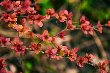 Close up of a flowering branch of red barberry