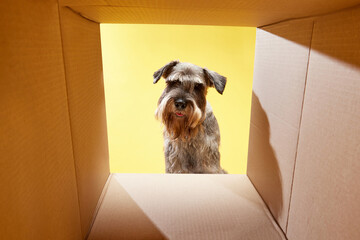 Portrait of funny Schnauzer, breed dog looking at camera inside carton box against yellow studio background. Copy space for text.