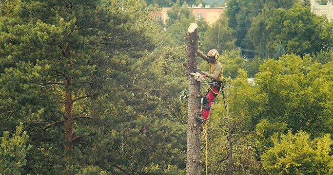 A worker cuts down a tree, a man cuts trees with electric chainsaw, Lumberjack to cut branches while cutting down the tree, wood, A man saws a sawmill with a chainsaw at a height with insurance.