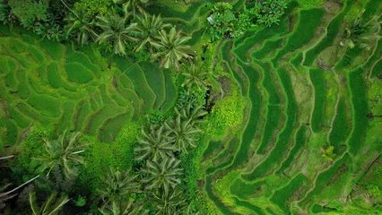Foto auf Acrylglas Grün Tegallalang rice terraces swathes on hill slope, top-down aerial view. Green paddies on steep slopes. Tourist attraction on Bali island Indonesia.