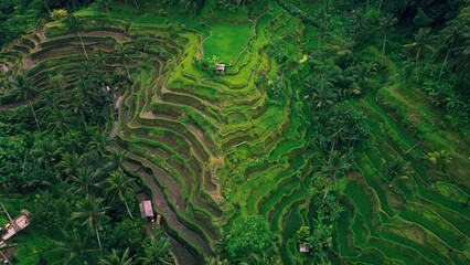 Tegallalang rice terraces. Tropical landscape palm tree forest jungle on Bali Island Indonesia.