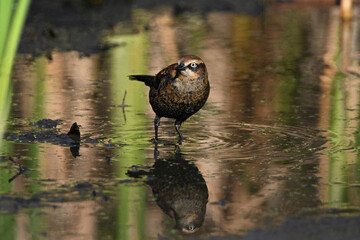 A beautiful endangered species at risk Rusty Blackbird foraging along the edge of a marsh during migration