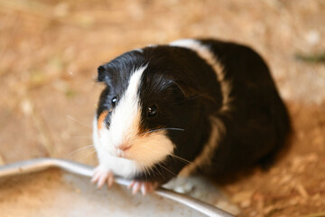 Tricolor guinea pig sits in a cage and eats