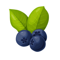 Blue chokeberry berry in cartoon style. Plant food products.