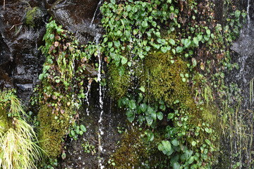 Musgos en una cascada al sur de Chile