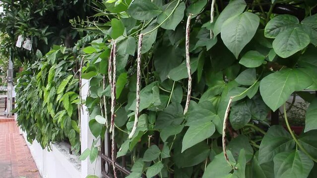 Long bean, Vigna unguiculata subsp. sesquipedalis. Bean pods are green and red, striped. On sunny day, rainy season in rural organic vegetable fence garden. Thailand.