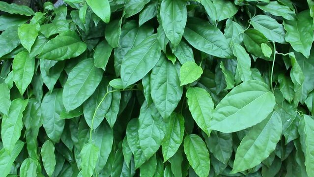 Tiliacora triandra, Yanang is glossy green leaves, ivy, one type of herb native to South East Asian mainland. Yanang has been used as food and medicine. Green leaves background. Thailand