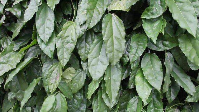 Tiliacora triandra, Yanang is glossy green leaves, ivy, one type of herb native to South East Asian mainland. Yanang has been used as food and medicine. Green leaves background. Thailand
