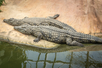 portrait d'un crocodile, en gros plan