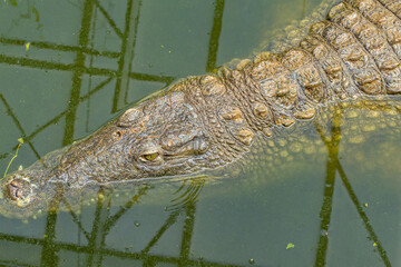 crocodile en gros plan, à moitié immergé dans l'eau