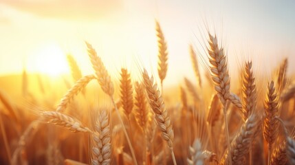 Beautiful agriculture sunset landscape. Ears of golden wheat close up. Rural scene under sunlight. Summer background of ripening ears of landscape. Growth nature harvest. Wheat field natural product