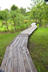 walkway and green trees in garden Bangkok Thailand