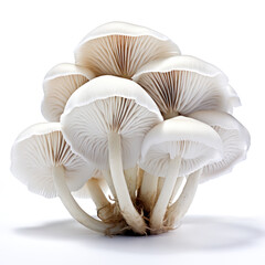 White pleurotus mushrooms for a delicious recipe isolated on white background Generative AI Illustration