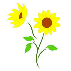 Fototapeta premium sunflower isolated on white background