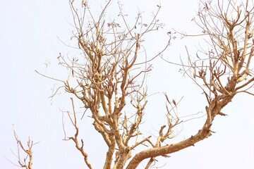 tree in late autumn without leaves against a white sky on a sunny day