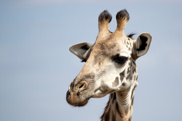 Obraz premium Giraffe in the African savanna on a sunny summer day at first light