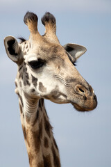 Obraz premium Giraffe in the African savanna on a sunny summer day at first light