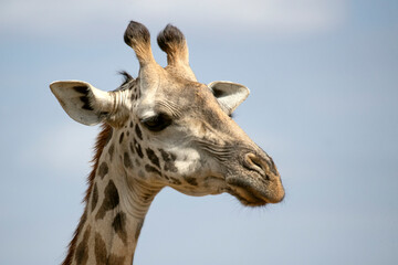 Giraffe in the African savanna on a sunny summer day at first light