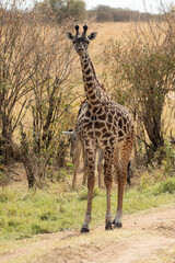 giraffe in the African savanna at the first light of a sunny summer day