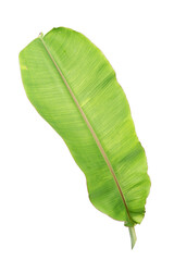 tropical banana leaf isolated on white background