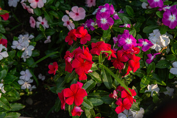 Fototapeta na wymiar Colorful homemade flowers in the garden
