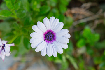 Beautiful white daisy close-up in the garden