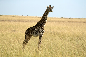 Naklejka na ściany i meble giraffe in the African savanna at the first light of a sunny summer day