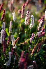 Closeup of blooming Polygonum affine in garden. Bistorta affinis blooming plants in summer park. Backlit flower, blurred background. 