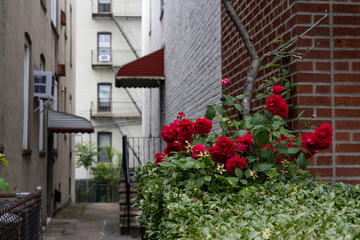 Fototapeta na wymiar Beautiful Red Rose Bush along a Residential Alley with Old Neighborhood Homes and Residential Buildings in Astoria Queens