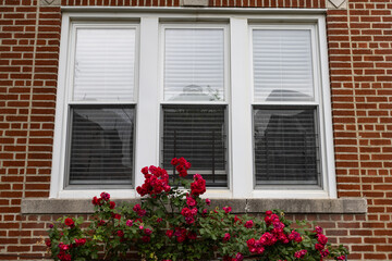 Fototapeta na wymiar Beautiful Red Rose Bush in front an Old Brick Home Window in Astoria Queens New York