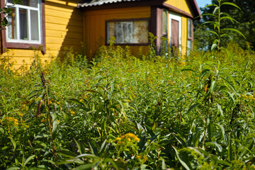 summerhouse and overgrown plot