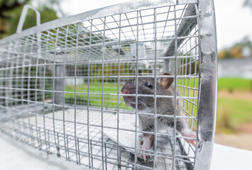 Young Norway rat in live animal trap, humanely captured and removed from a Massachusetts home. - obrazy, fototapety, plakaty